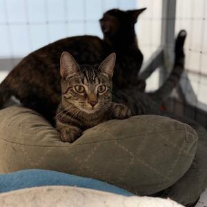 Alistair, young, available for adoption