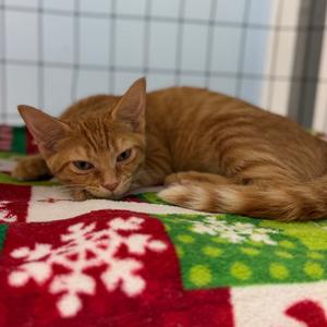 Augie, young, available for adoption