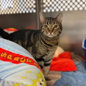 Comet, senior, available for adoption
