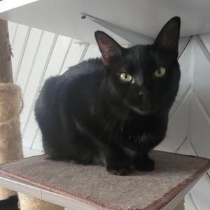 Dannah, young, available for adoption