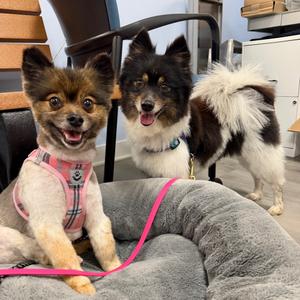 Izzy&Jazzy, Pomeranian, adult, available for adoption