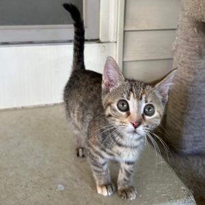 A tabby kitten standing on a porch, looking directly at the camera with large, curious eyes.
