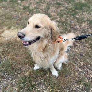 Jess, Golden Retriever / Mixed Breed, young, available for adoption