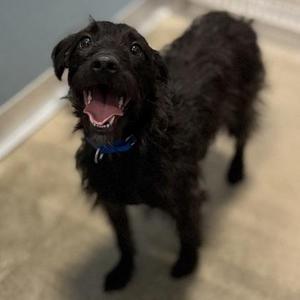 Jack, Mixed Breed, young, available for adoption