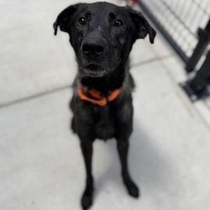 Hercules, Mixed Breed, young, available for adoption