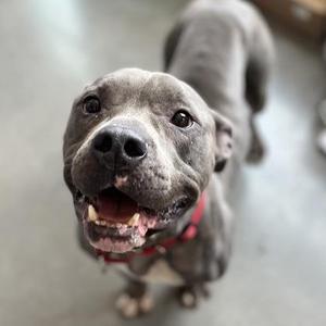 Blue, Mixed Breed, senior, available for adoption