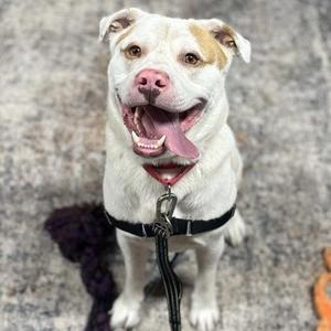 Hairy, Mixed Breed, young, available for adoption