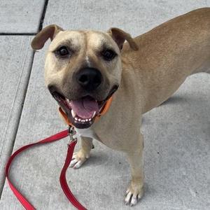 Demi, Mixed Breed, young, available for adoption