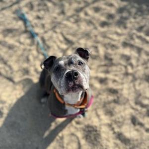Coco, Mixed Breed, senior, available for adoption