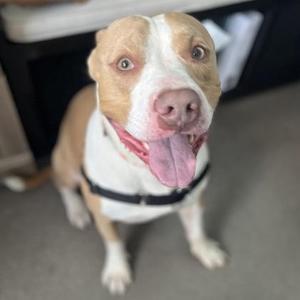 Fred, Mixed Breed, young, available for adoption