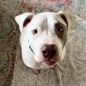 Duke, Mixed Breed, adult, available for adoption