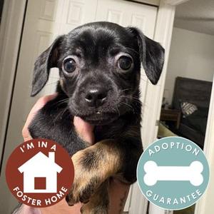 Dahlia, Mixed Breed, puppy, available for adoption