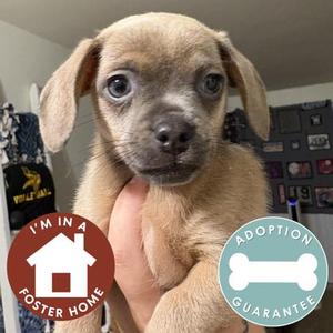 Calypso, Mixed Breed, puppy, available for adoption