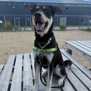 Goofy, Mixed Breed, young, available for adoption