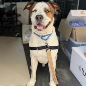 Churchill, Mixed Breed, young, available for adoption