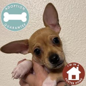 Aurora, Mixed Breed, puppy, available for adoption