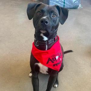 Baby Kurt, Mixed Breed, young, available for adoption