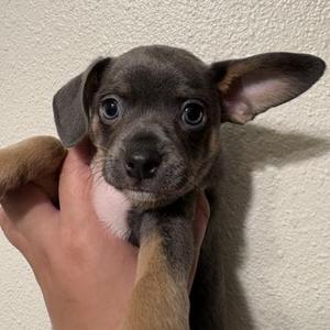 Blue, Mixed Breed, puppy, available for adoption