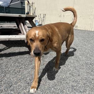 Missle, Goldador, adult, available for adoption