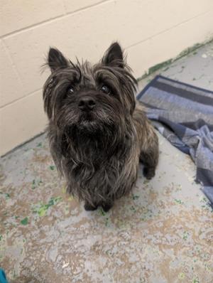Prince Jasper, Cairn Terrier, young, available for adoption