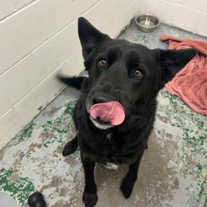 Rip, Black Labrador Retriever / Husky, adult, available for adoption