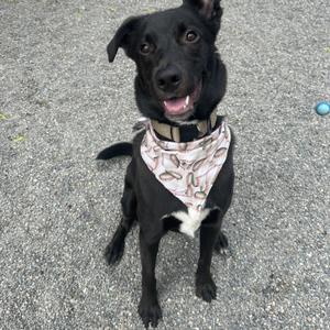 Rocco, Black Labrador Retriever / Belgian Shepherd / Malinois, young, available for adoption