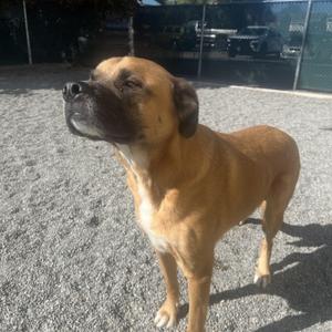 Spyro, Saint Bernard / German Shepherd Dog, adult, available for adoption