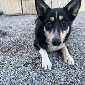Sandy, Australian Cattle Dog / Blue Heeler / Husky, young, available for adoption