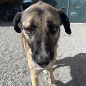 Annie, Anatolian Shepherd, adult, available for adoption