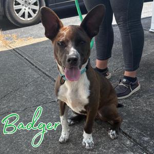 A brown and white dog with large ears and a pink tongue sticking out, sitting on a sidewalk next to a person's legs. The dog is wearing a green leash. The name "Badger" is written in green cursive text in the bottom left corner of the image.