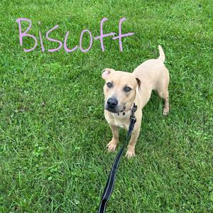 A light brown dog named Biscoff standing on grass, wearing a black collar and leash.