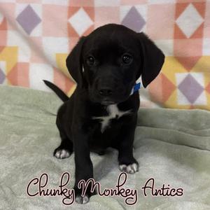 Chunky Monkey Antics, Mixed Breed, puppy, available for adoption