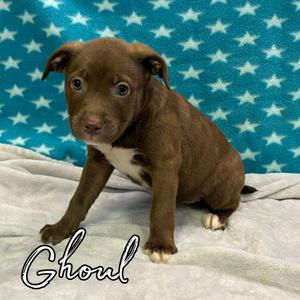 Ghoul, Retriever / Mixed Breed, puppy, available for adoption
