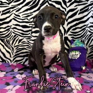 Frankie Stein, Shepherd / Cattle Dog, puppy, available for adoption