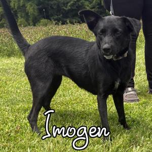 Imogen, Border Collie / Australian Shepherd, young, available for adoption