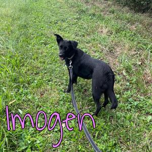Imogen, Border Collie / Australian Shepherd, young, available for adoption