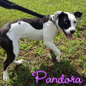 Pandora, Pit Bull Terrier / Mixed Breed, young, available for adoption