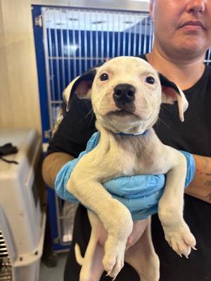 Vanilla Vaudeville, Mixed Breed, puppy, available for adoption