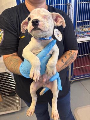 Crazy Coconutty, Mixed Breed / Pit Bull Terrier, puppy, available for adoption