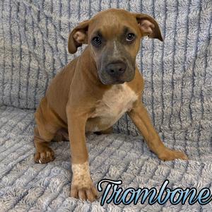 Trombone, Boxer / Pit Bull Terrier, puppy, available for adoption