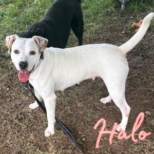 Halo, Mixed Breed, adult, available for adoption