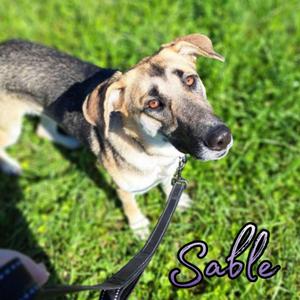 Sable, German Shepherd Dog / Mixed Breed, young, available for adoption