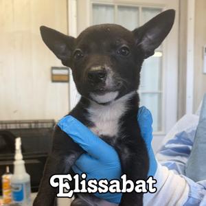 Elissabat, Shepherd / Cattle Dog, puppy, available for adoption