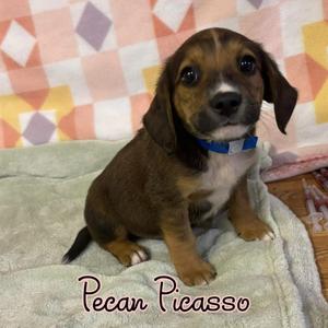 Pecan Picasso, Mixed Breed, puppy, available for adoption