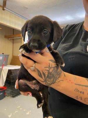 Cone Of Wonders, Mixed Breed, puppy, available for adoption