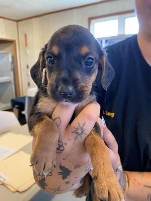 Yogurt The Explorer, Mixed Breed, puppy, available for adoption