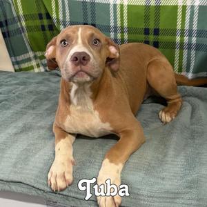 Tuba, Boxer / Pit Bull Terrier, puppy, available for adoption