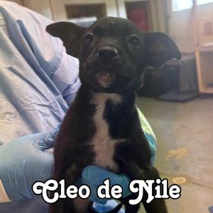 Cleo de Nile, Shepherd / Cattle Dog, puppy, available for adoption