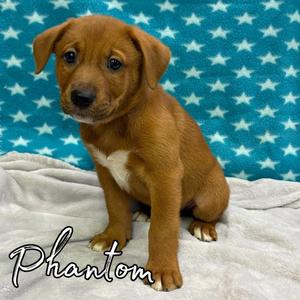 Phantom, Retriever / Mixed Breed, puppy, available for adoption