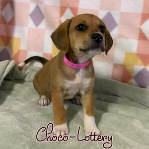 Choco-lottery, Mixed Breed, puppy, available for adoption